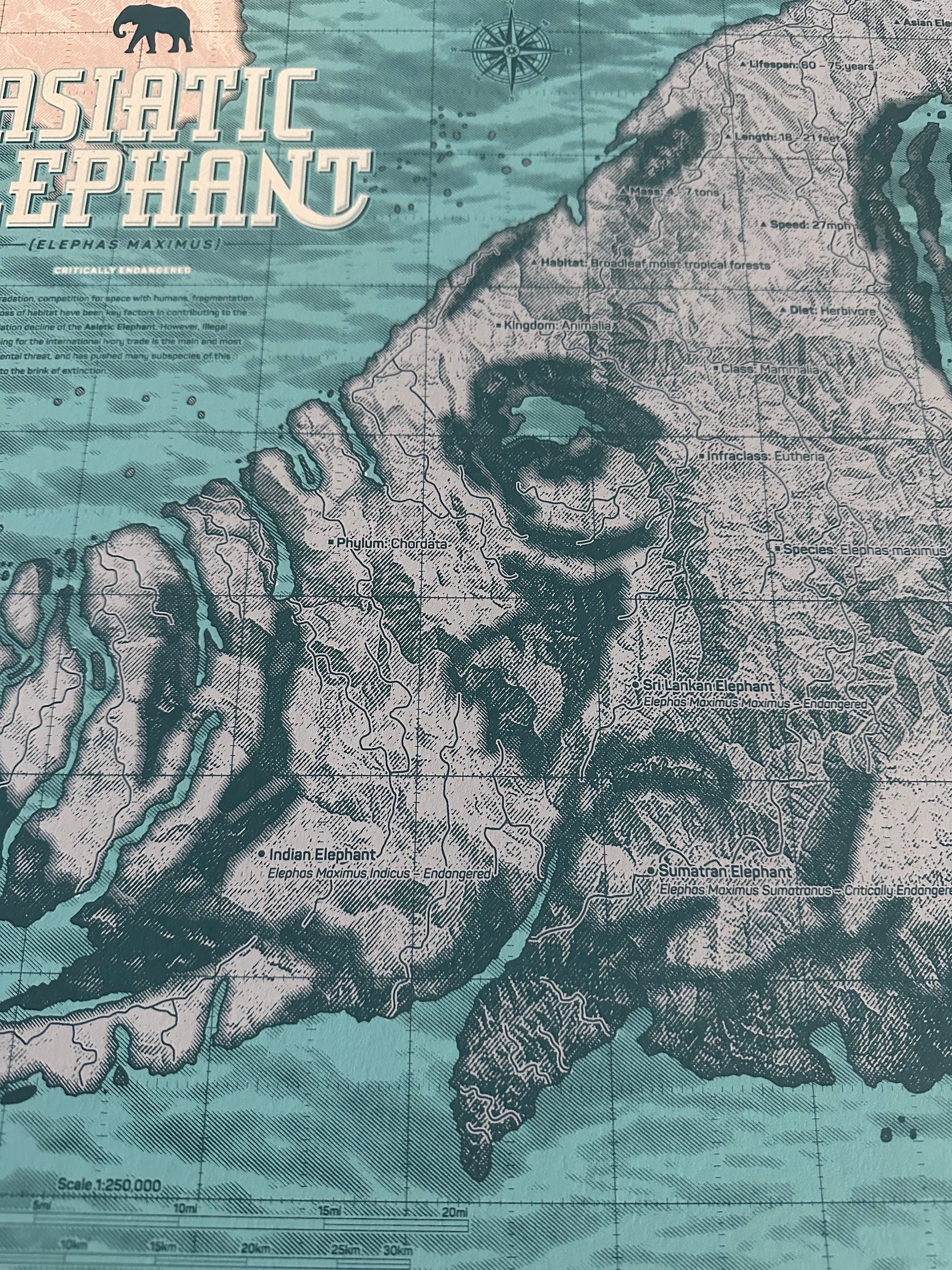 Anthony Petrie - Asiatic Elephant 18x24 movie poster - detail image 2