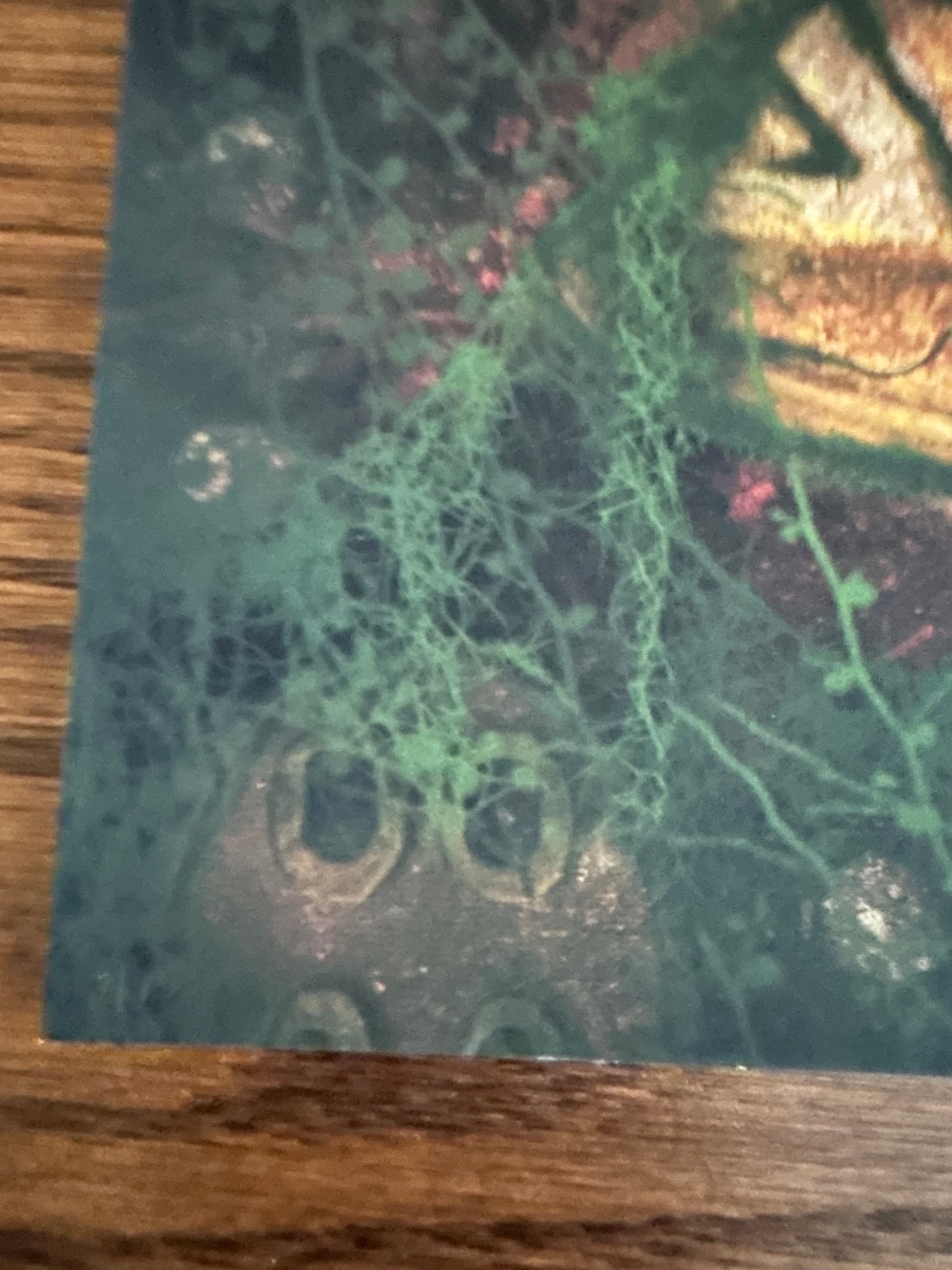 Casey Callender - Pac-Man Jungle "Legend of the Pac Man" 13x19 art print - detail image 3