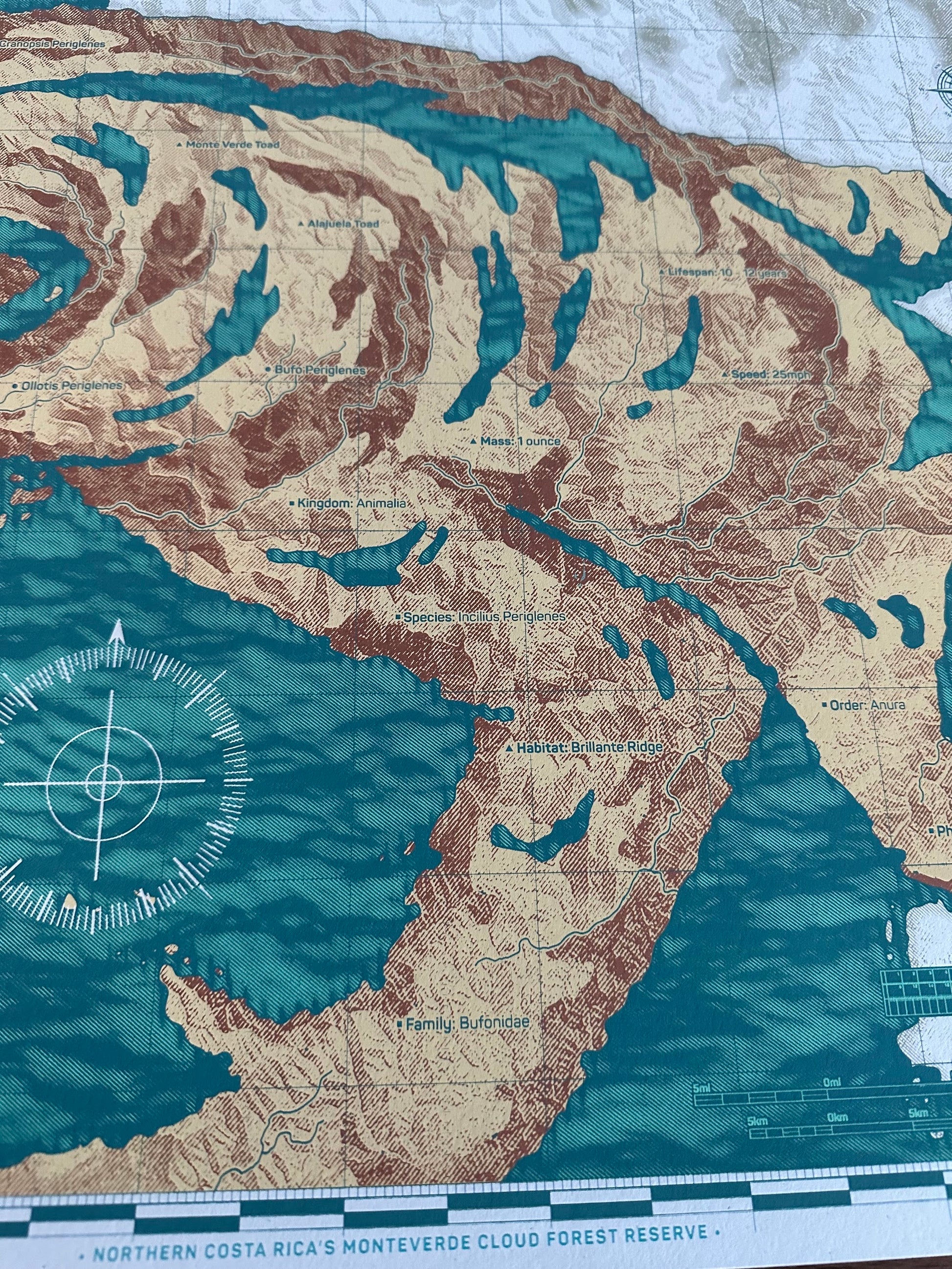 Anthony Petrie - Golden Toad Map 18x24 movie poster - detail image 4