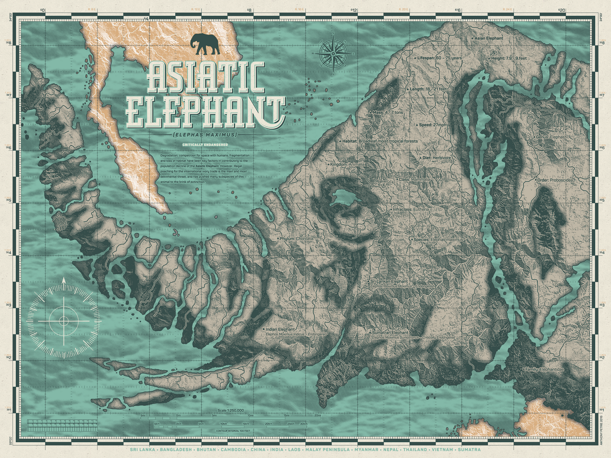 Anthony Petrie - Asiatic Elephant 18x24 movie poster - detail image 7