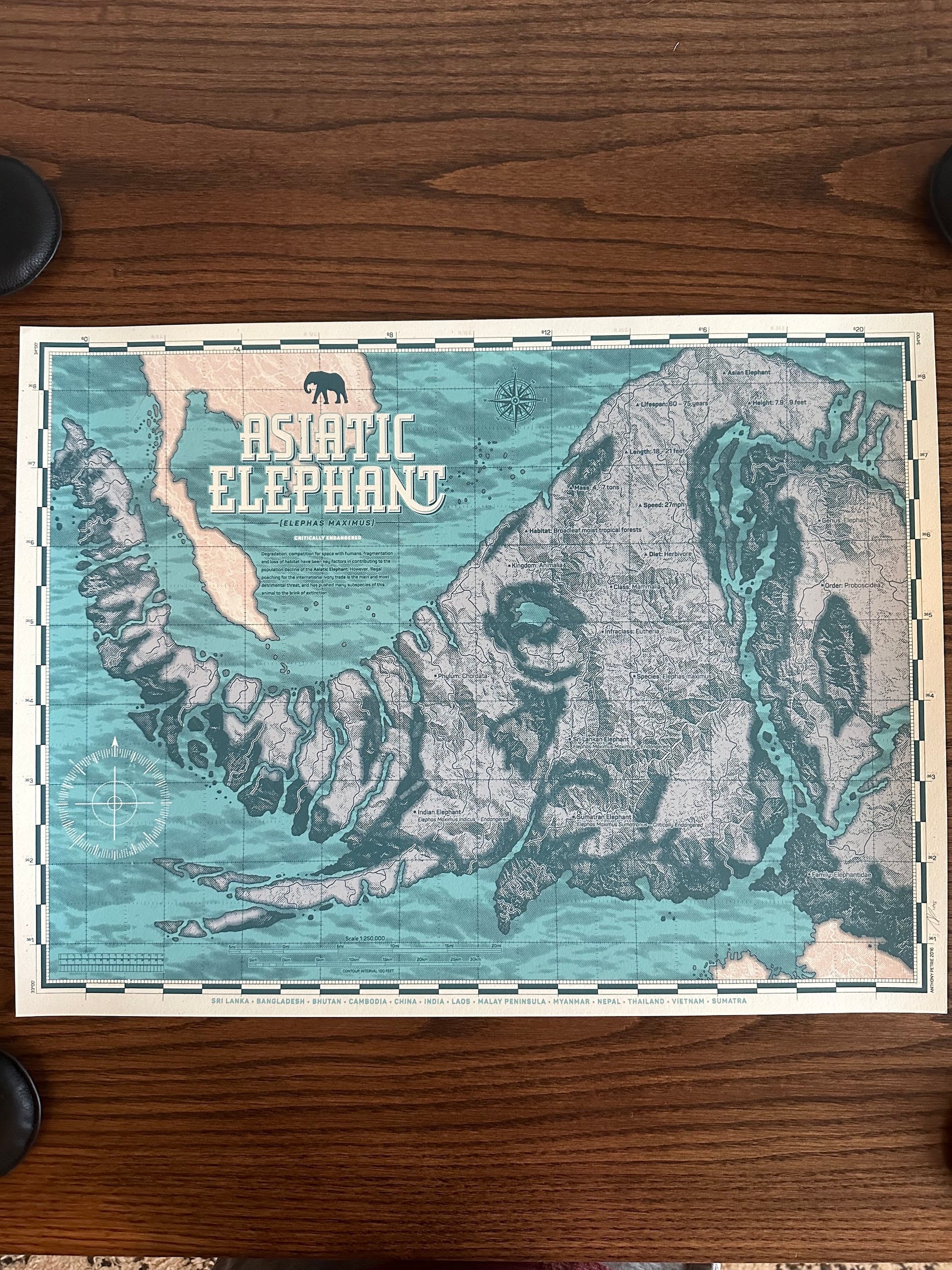 Anthony Petrie - Asiatic Elephant 18x24 movie poster