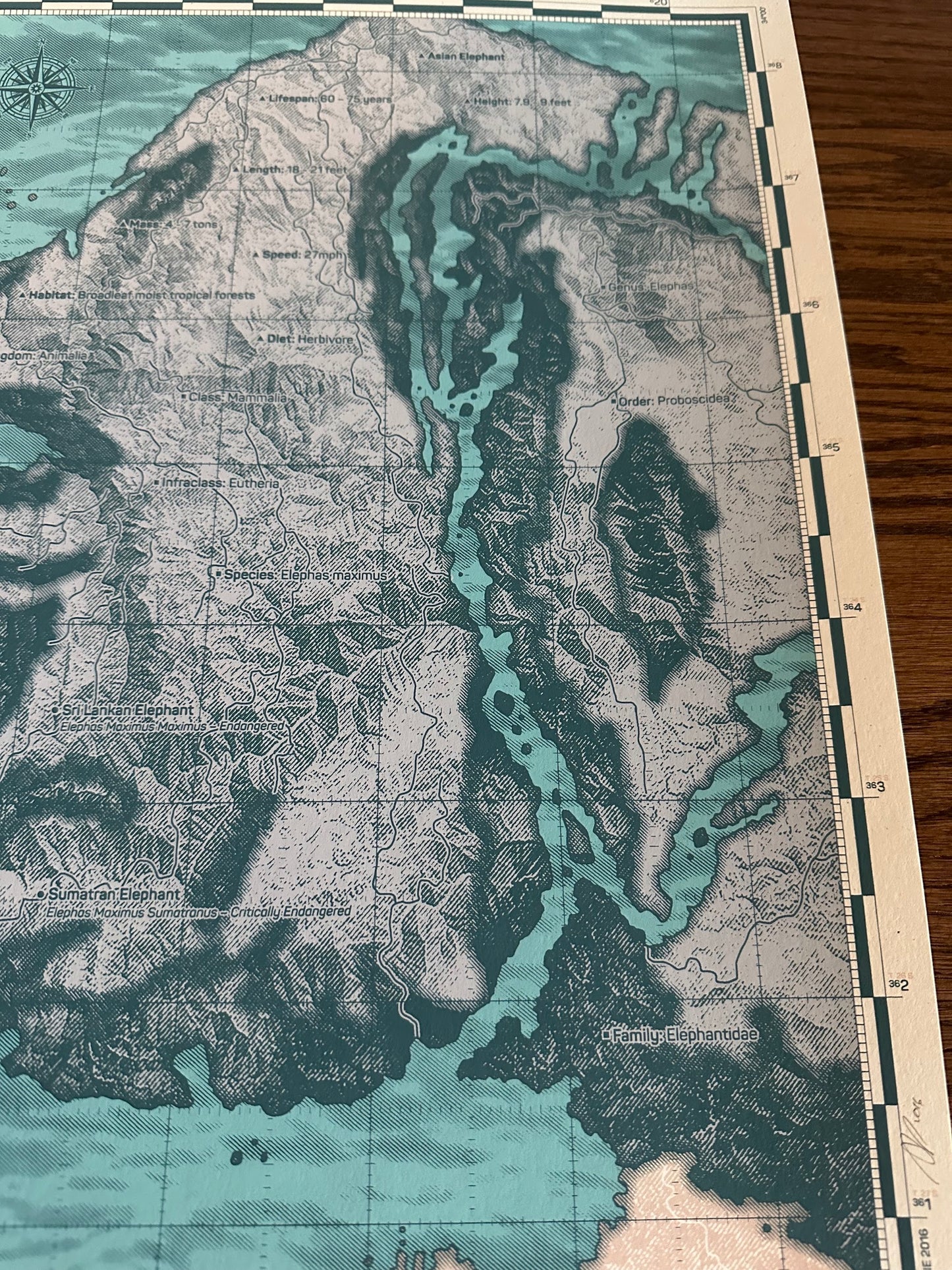 Anthony Petrie - Asiatic Elephant 18x24 movie poster - detail image 3